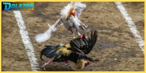 Đá gà Thomo 67 đảm bảo tính hợp pháp