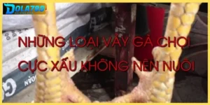 Điểm qua các loại vảy gà xấu thường gặp