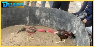 Luật đá gà miền Bắc được áp dụng đảm bảo tính công bằng