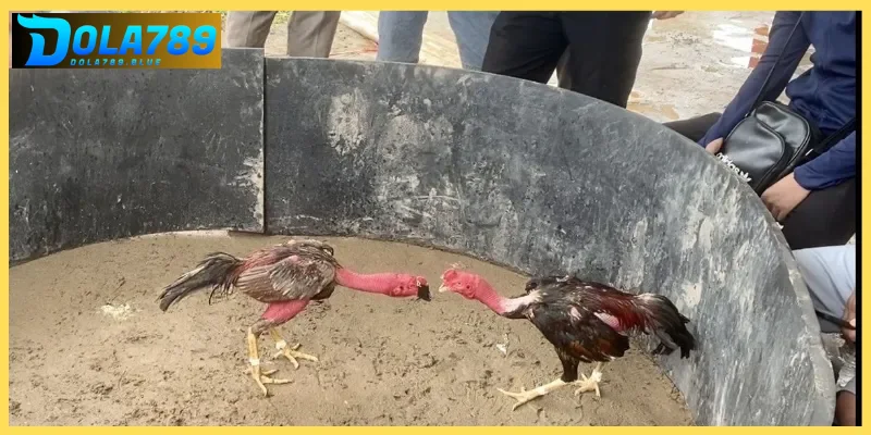 Luật đá gà miền Bắc được áp dụng đảm bảo tính công bằng