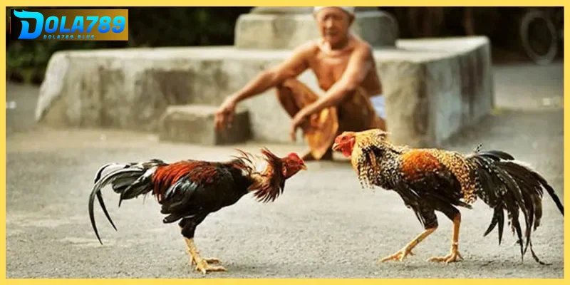 Luật đá gà miền Nam - Tìm hiểu tường tận cùng Dola789 1 luat da ga mien nam