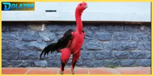 Ngoài 78 vảy gà tốt nên chọi bạn nên chọn gà đá theo ngoại hình