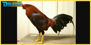 Ngoài đá gà nòi cựa sắt còn có đá gà Asil cựa sắt