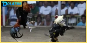 Theo dõi đá gà tại trường gà Thomo với hình ảnh rõ nét