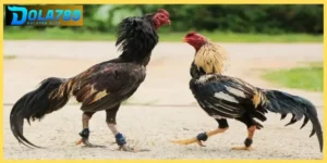 Xem đá gà ăn tiền trực tiếp rõ nét