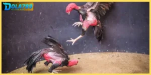 Xem đá gà đòn tại Dola789 uy tín và an toàn